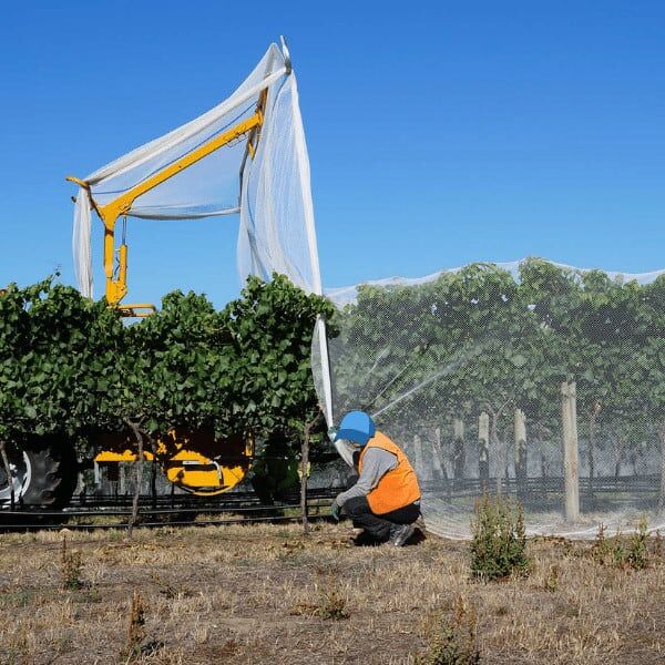 Fruit Tree Netting 5