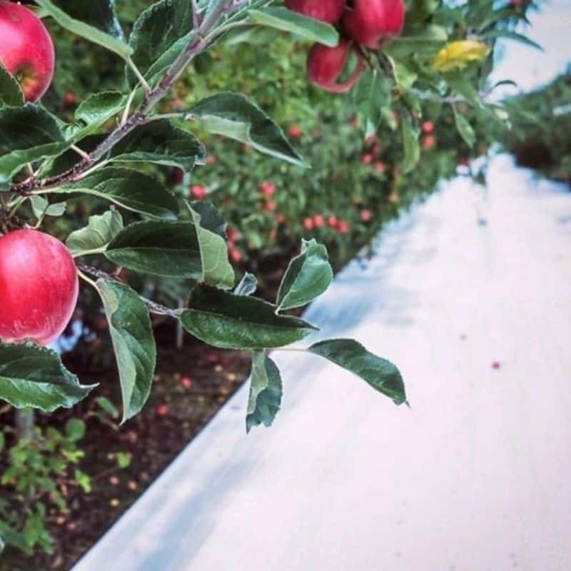 reflective ground film 2