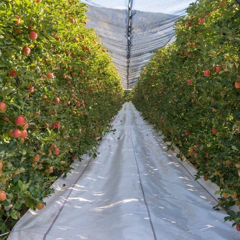 reflective ground cover 800x800