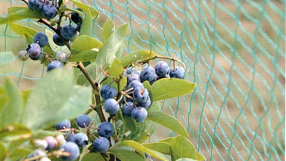 Woven Bird Netting 20X30 FT, 1/2