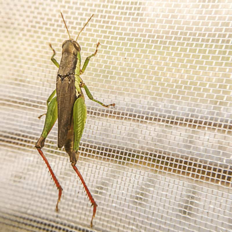 17mesh insect net (2)