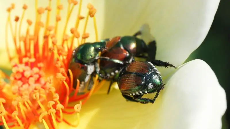 Ылғал жігіттердің фотосы Кеуделері үлкен төменгі таптың жезөкшелері