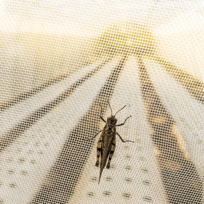 25 mesh insect net 2