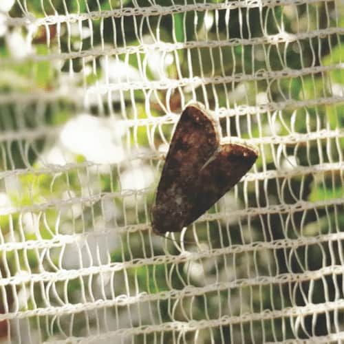 Drape Hail Netting - Image 3