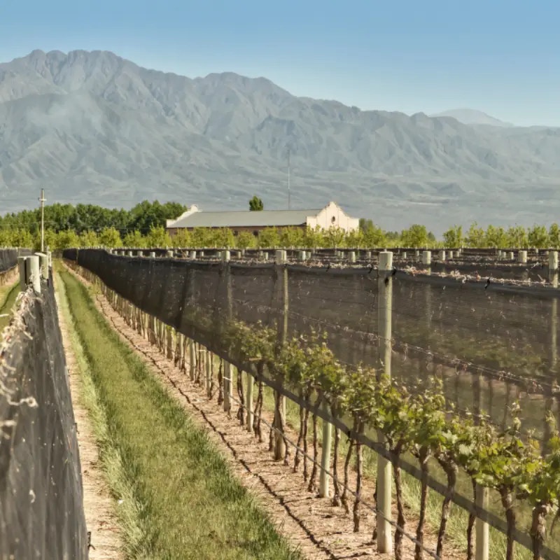 vineyard side netting