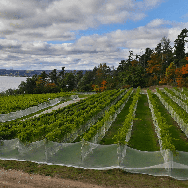 viticulture bird netting 800x