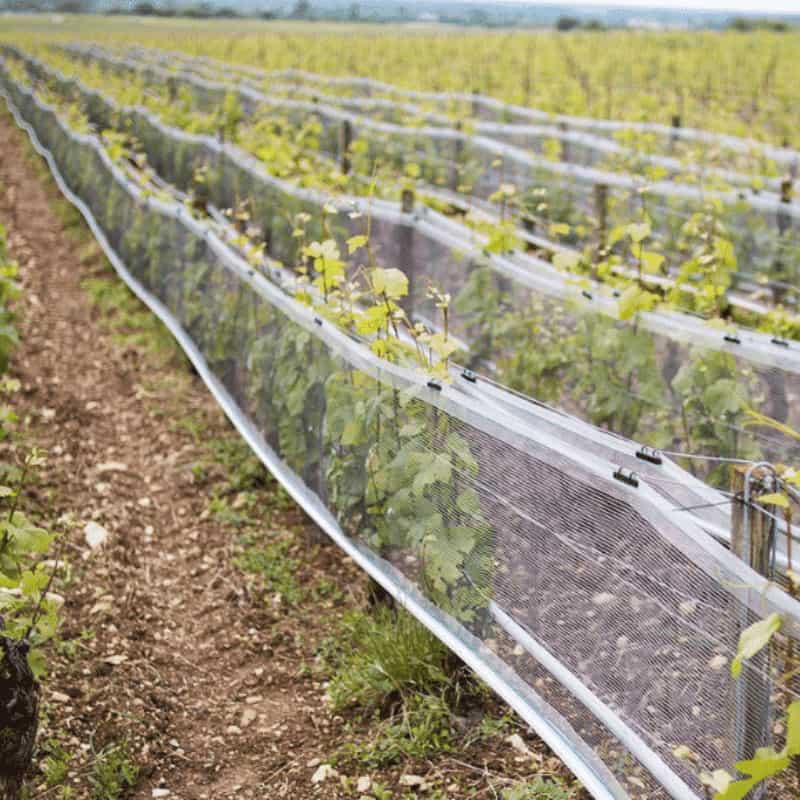 vineyard side netting