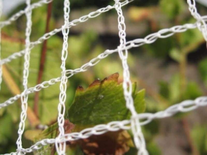 Blueberry Bird Netting Mesh