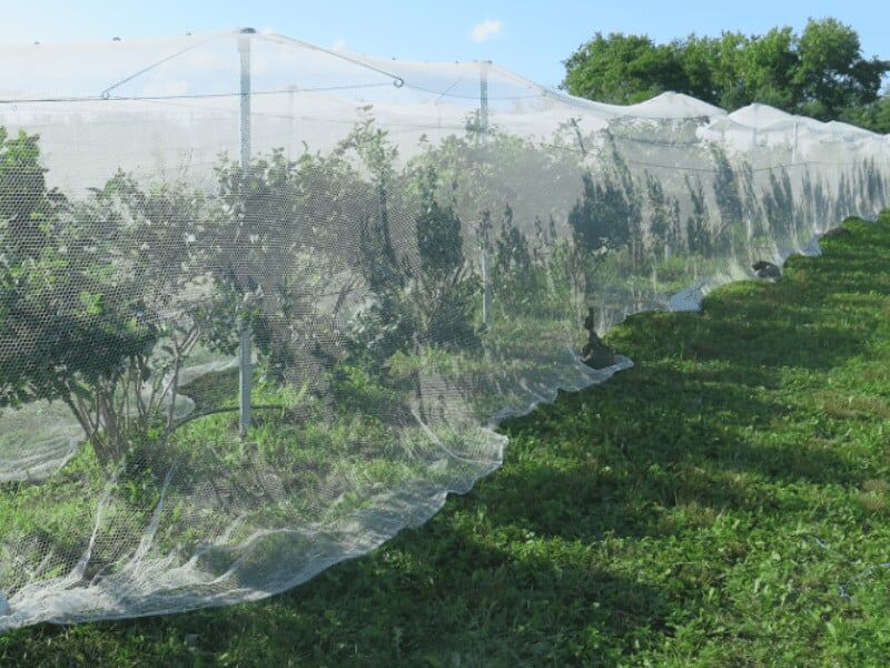 blueberry netting