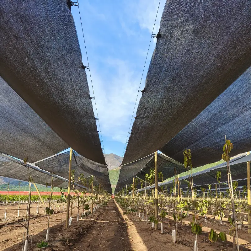Woven winter chilling net installed on a commercial cherry orchard for dormancy management.
