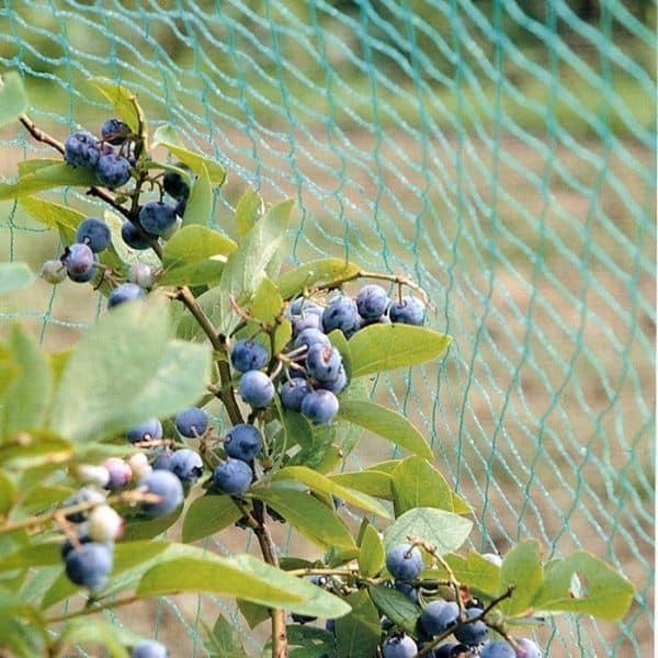 Blueberry Bird Netting
