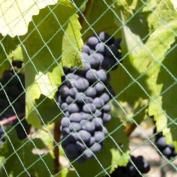 EYOUAGRO Grape Netting