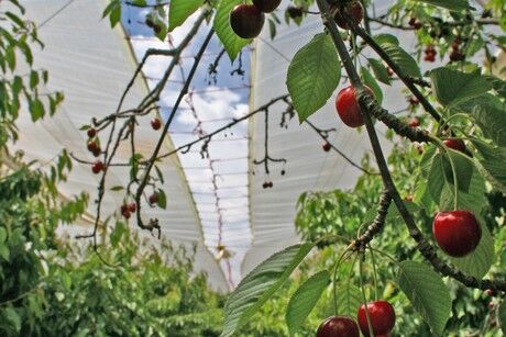 Cherry Rain Cover Tarpaulins - Image 5