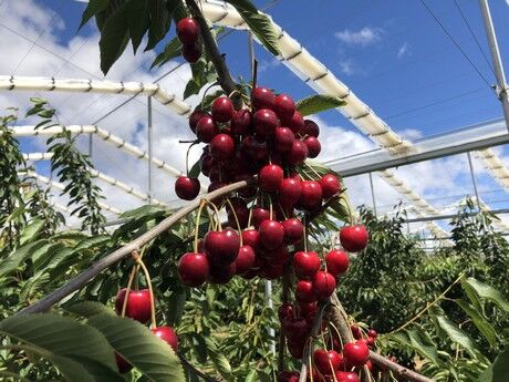 Cherry Rain Cover Tarpaulins - Image 3