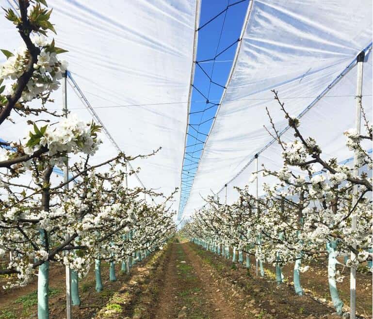 Cherry Rain Cover Tarpaulins - Image 4