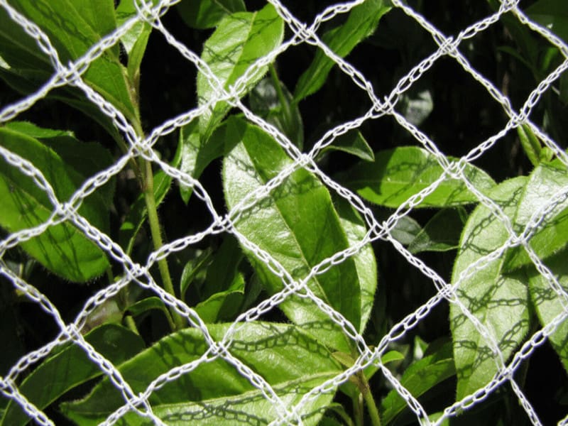 blueberry bird netting