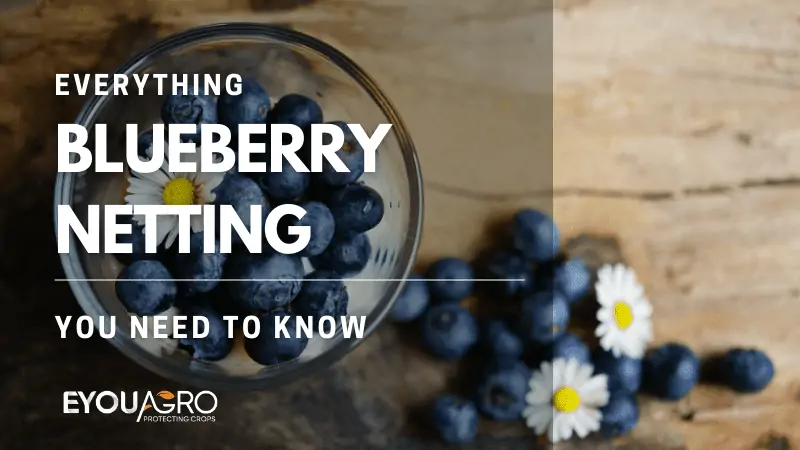 blueberry netting 101
