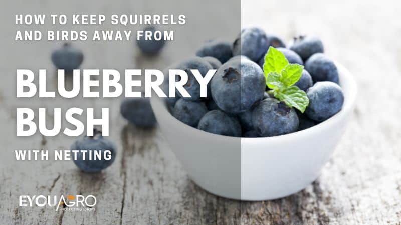 blueberry bush netting