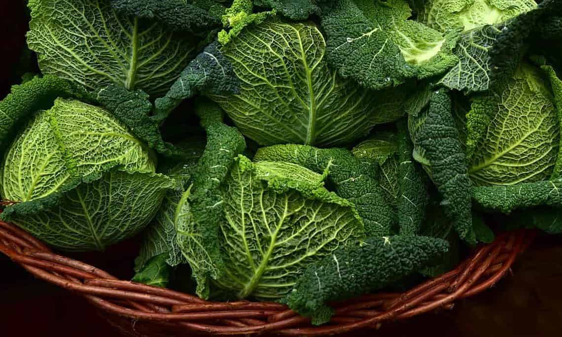Butterfly netting for cabbages