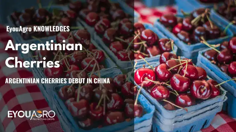 argentinian cherries