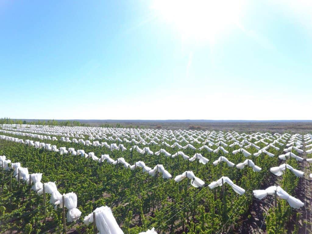 Argentinian Cherry 2020 1