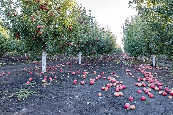Hail Over Damage Apple