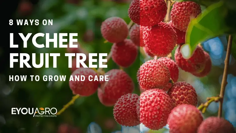 lychee fruit tree