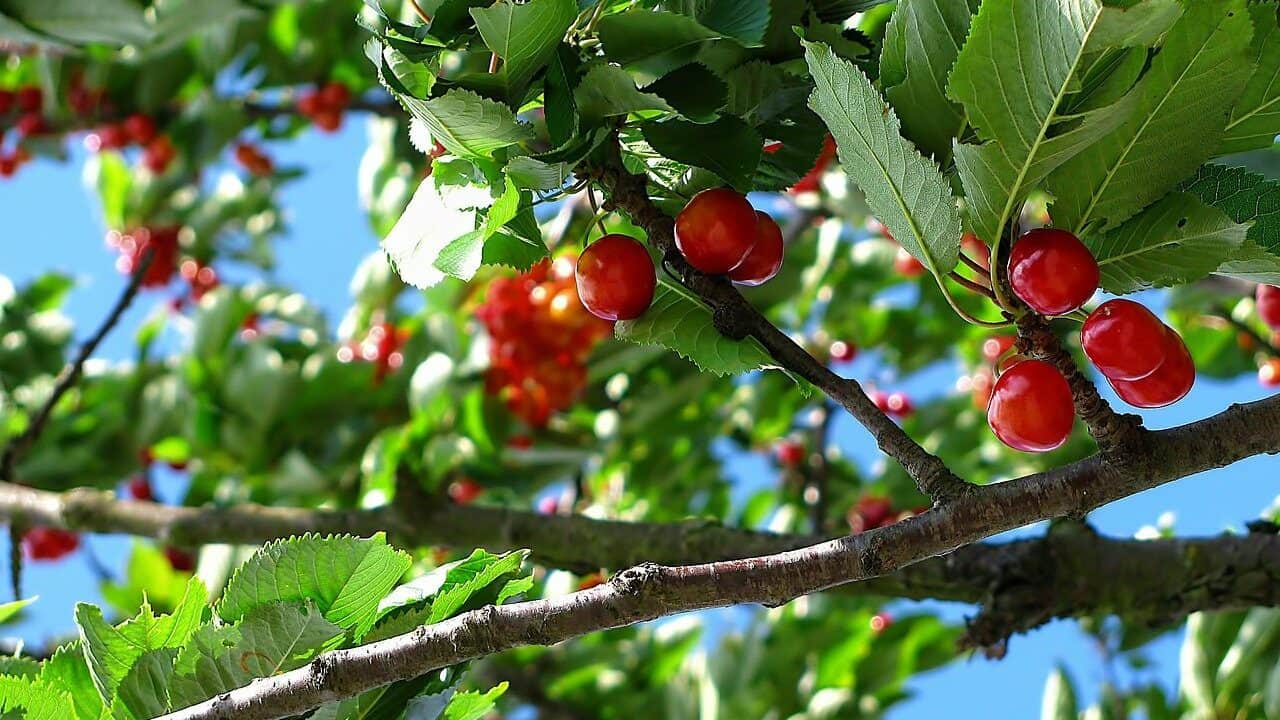 cereza, fruta, arbol-212601.jpg
