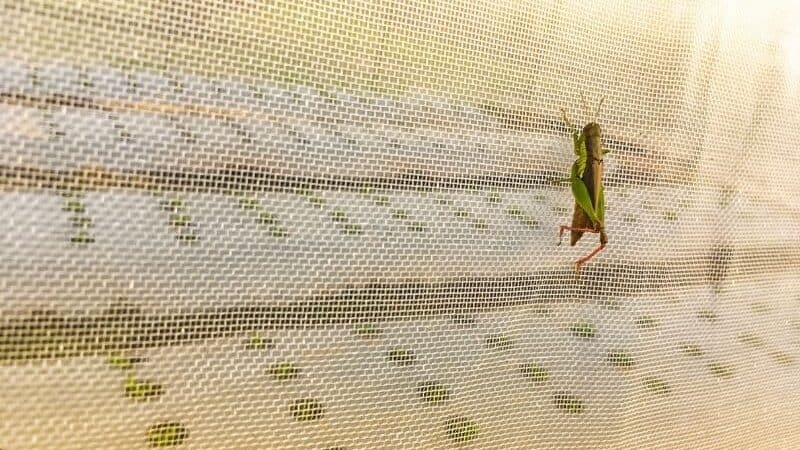 Insect netting for trees
