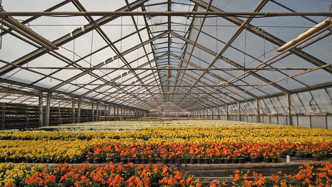 greenhouse, nursery, flower bed-4948726.jpg