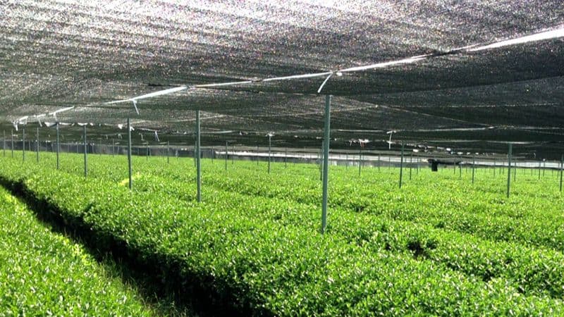 shade cloth (2)