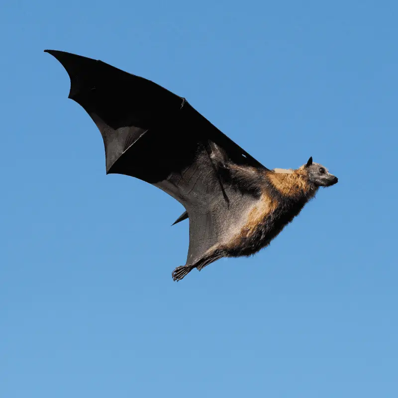 filet d'exclusion des chauves-souris