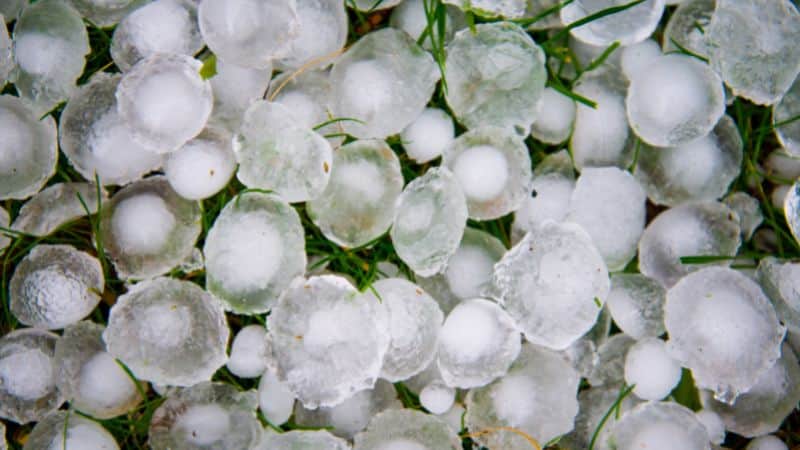 Hail netting for a greenhouse