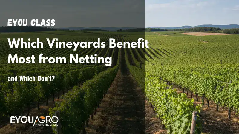 Which Vineyards Benefit Most from Netting—and Which Don’t?