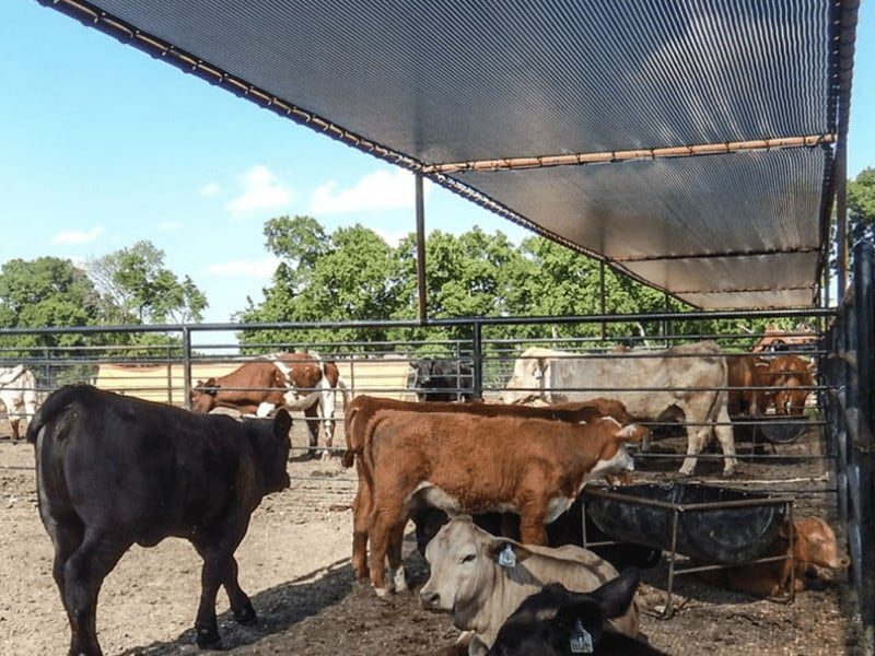 shading for cattle sheds