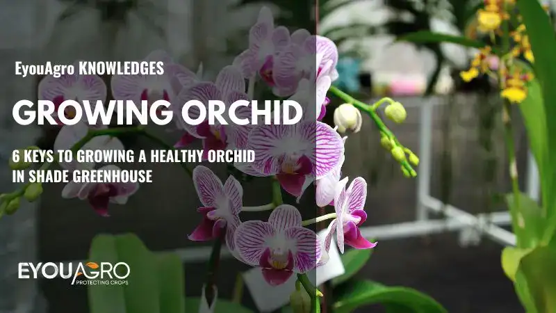 growing a healthy orchid (2)