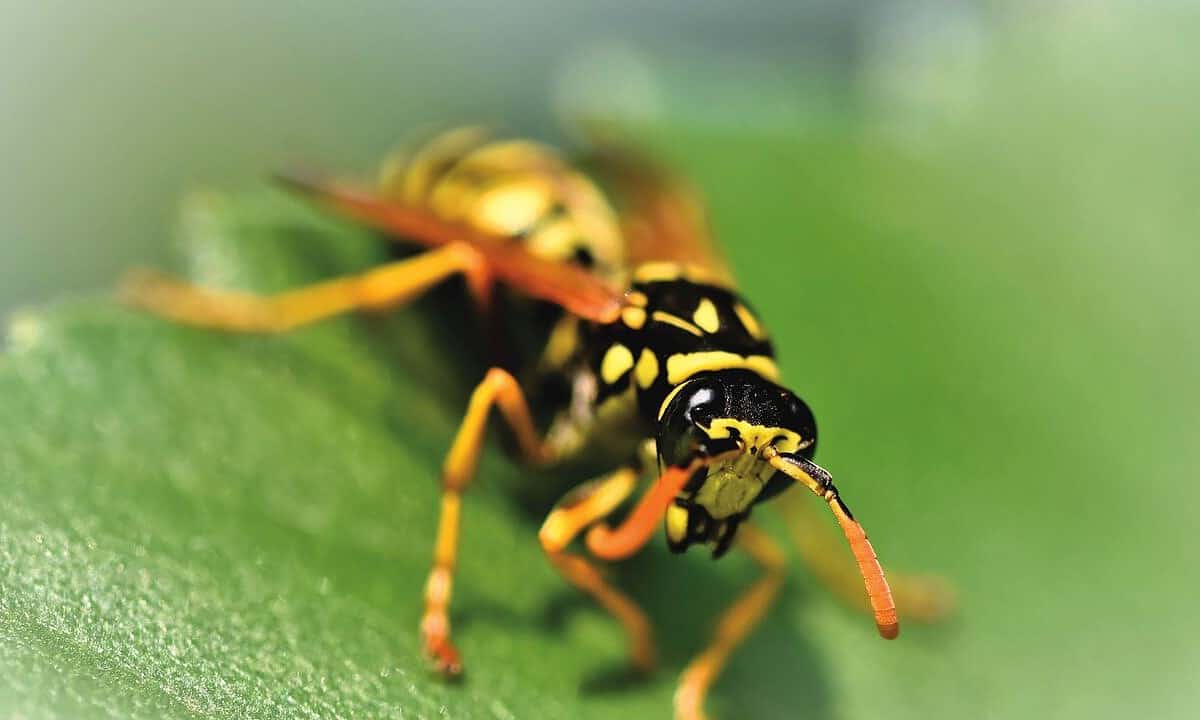 Wasp Netting