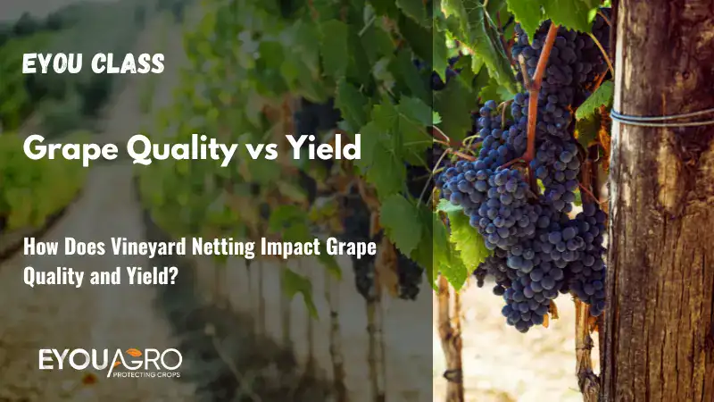 vineyard netting quality yield