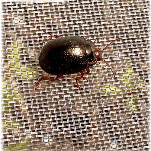 insect proof netting