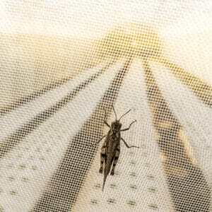 Rete per insetti da 25 maglie 2