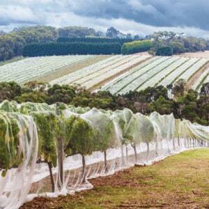 Vineyard Drape Netting for Bird Protection