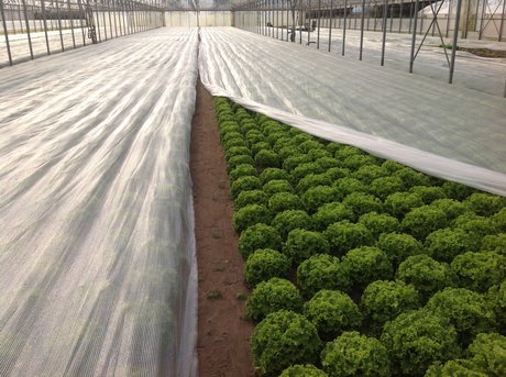 Frost Protection Cover