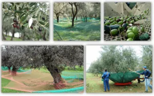 Olive Collection Net for Harvesting