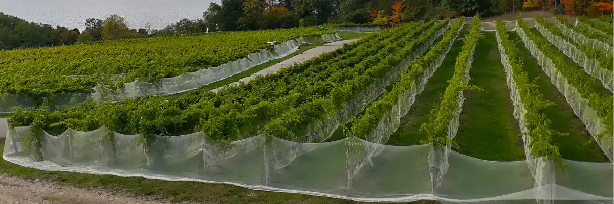 vineyard bird netting