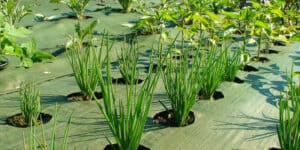 Weed Control Mat for Ground Cover