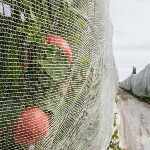 Bat Exclusion Netting - Image 4