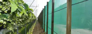 35% windscreen