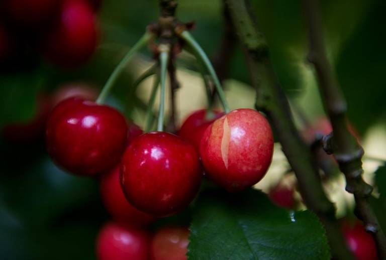 Forte pluie pour Cherry