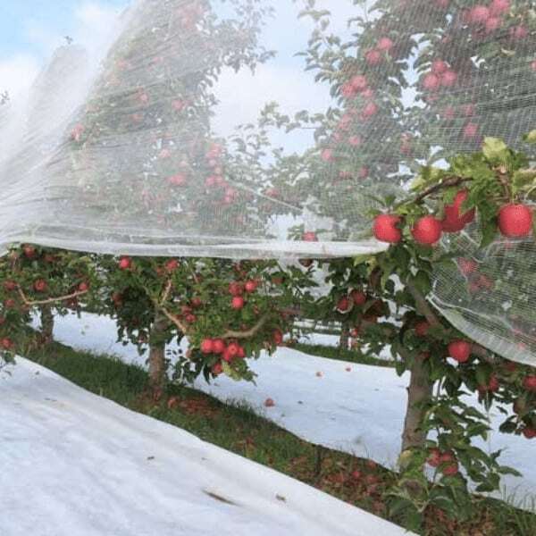 Fruit Tree Netting 3