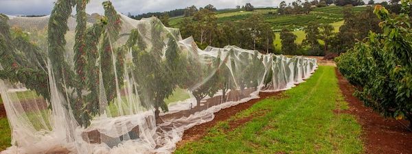 Fruit Tree Netting